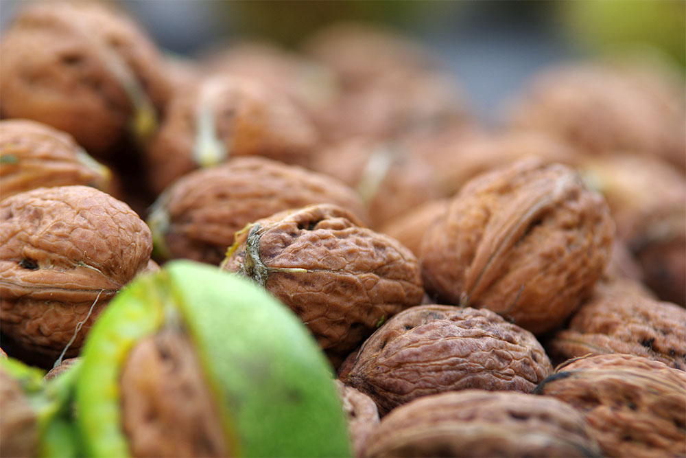 Walnüsse