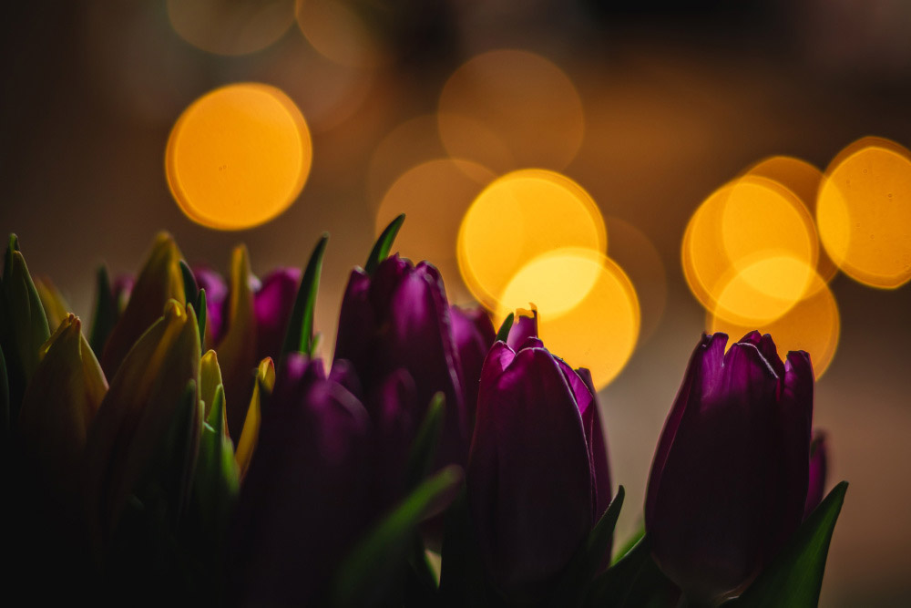 blumen bokeh
