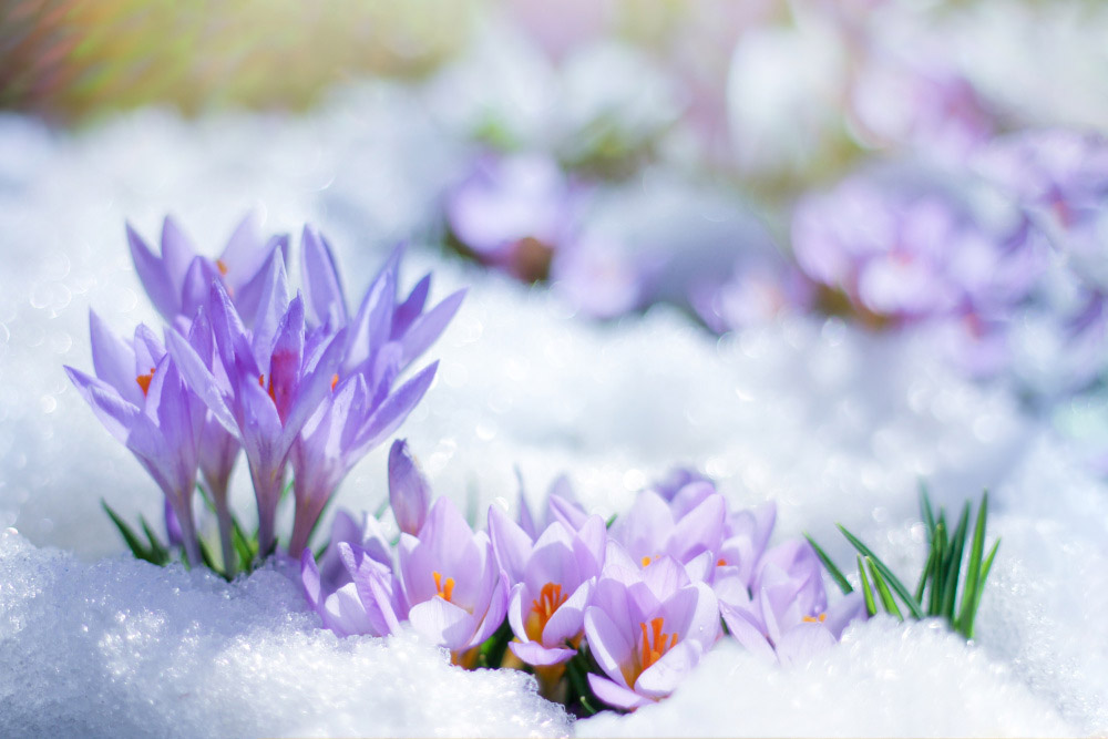 blumen im schnee