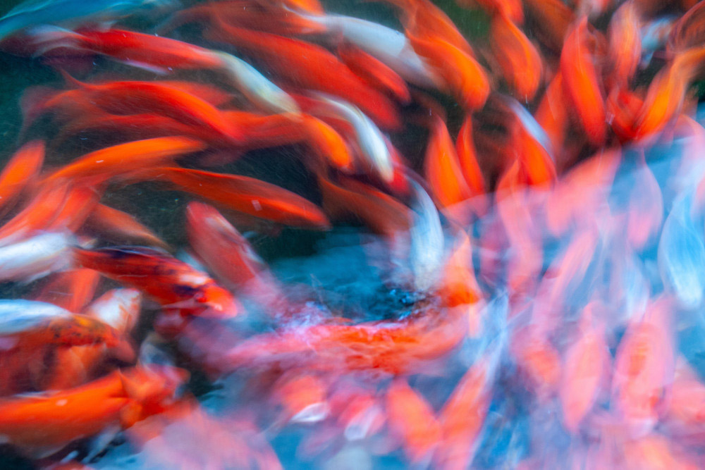 Fische in einem Teich