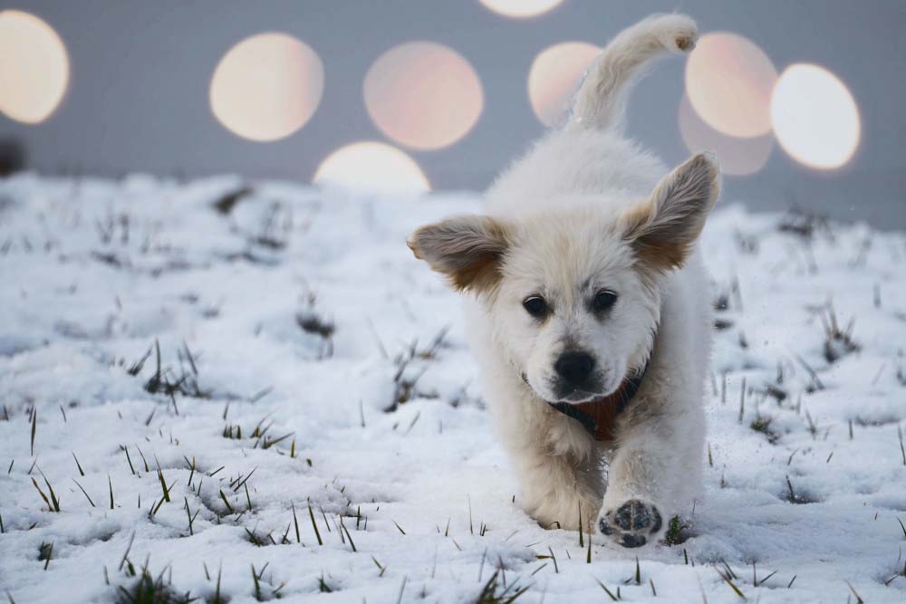 hund im Schnee mit Bokeh