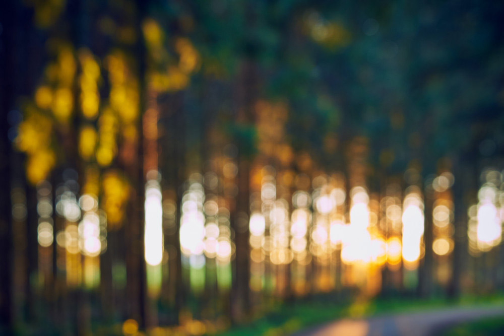 Bokeh Effekt im Wald