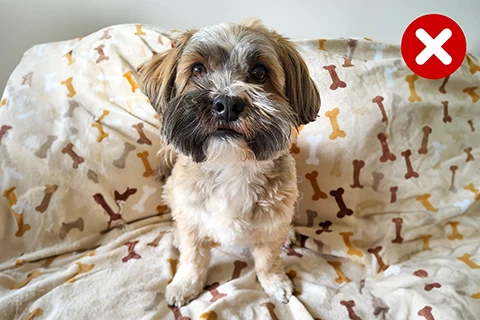 Hund auf einer gemusterten Decke