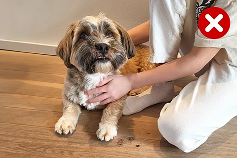 Hund und Mensch interagieren mit ihm